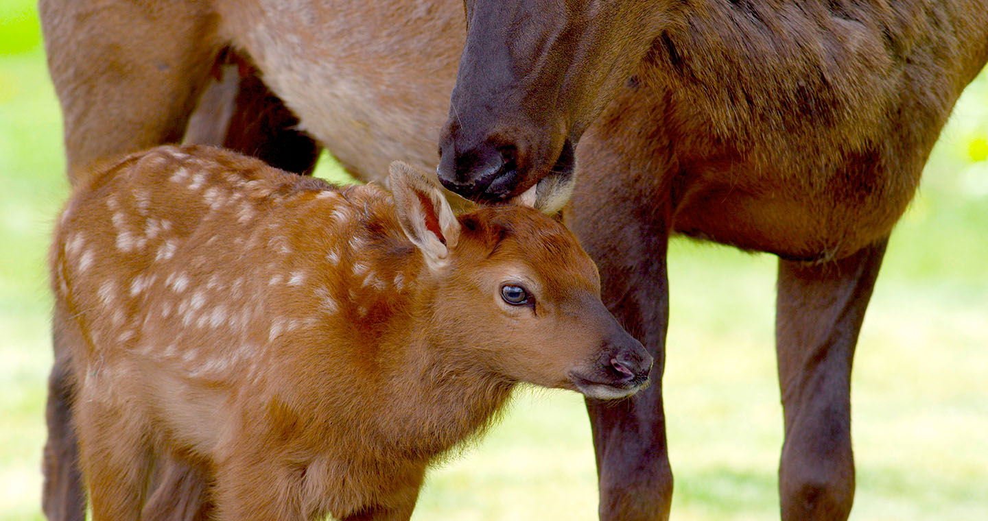 Elk