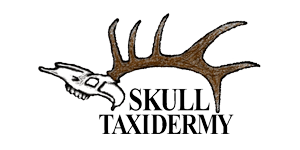Skull Taxidermy Logo