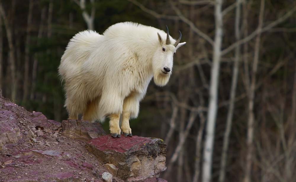 screenshot-from-glacier-video-bighorn-sheep Screen capture from the Glacier National Park Blue Ray Video - Bighorn sheep posing on an outcropping